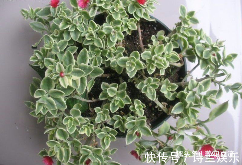 叶子娇嫩诱人的牡丹吊兰，以前被当野菜炒，转身变家里宝贝的盆栽