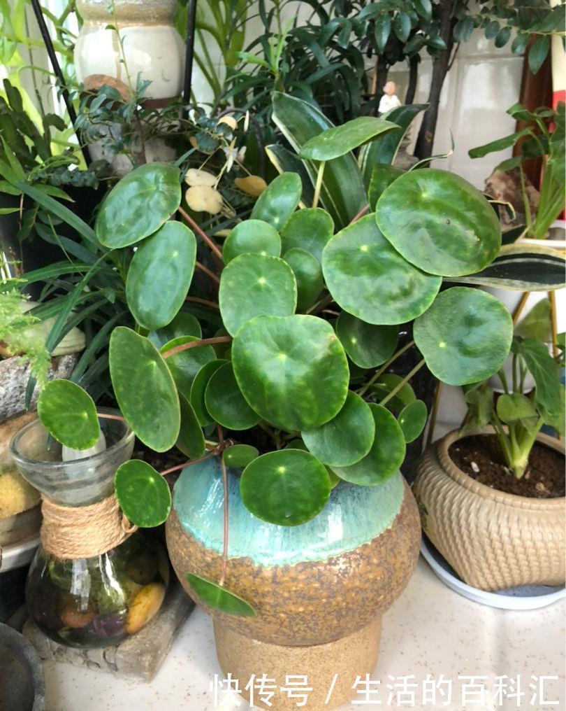 家里养盆老人须,不用土不用盆,挂起来就能养