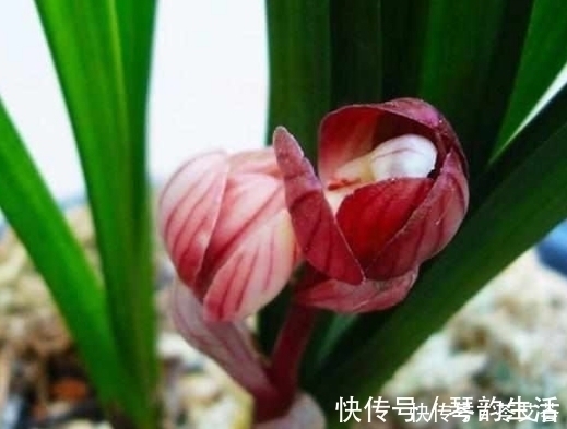 兰花上盆时做好这2点，小芽蹭蹭的疯长，很快就能开花爆盆
