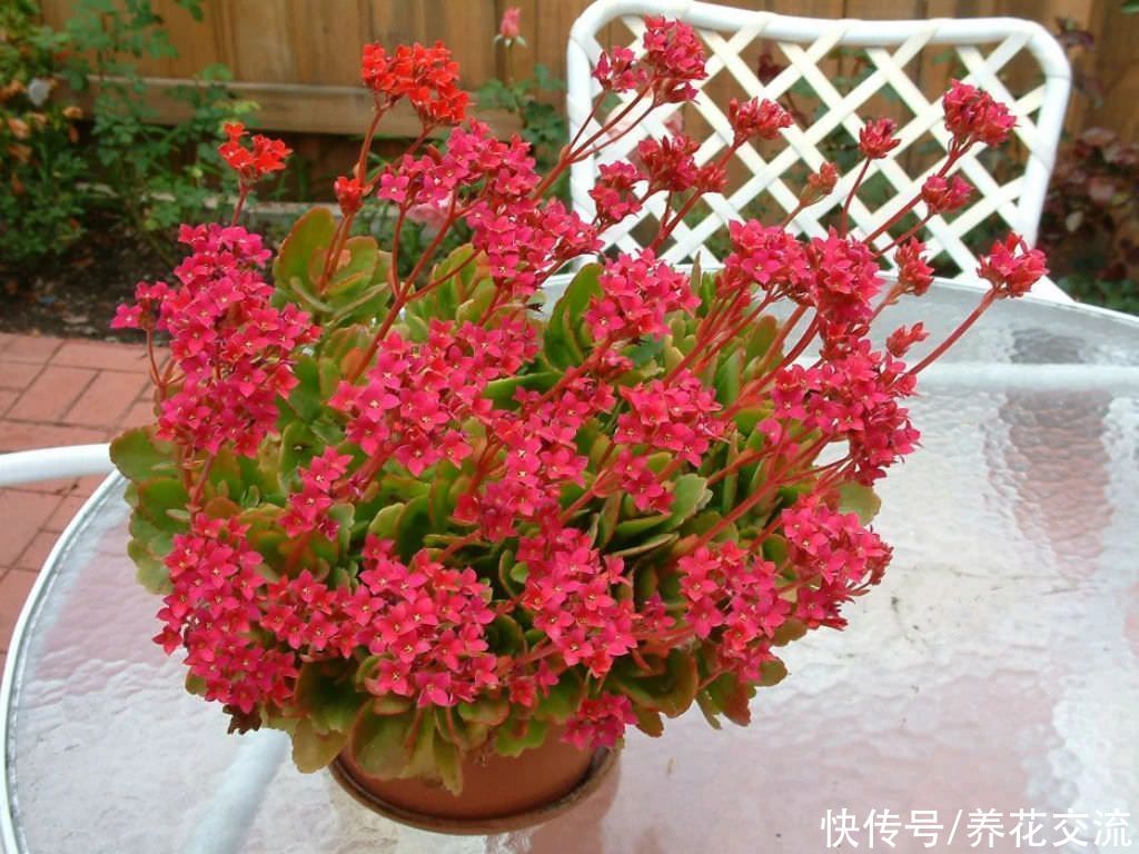 日照|满足短日照的环境,长寿花四季都在开花,神奇的开花型多肉植物