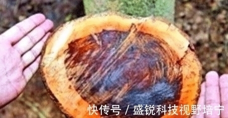 农村一直把当柴烧的一种树, 竞比紫檀还珍贵, 网友 “如同烧钱”