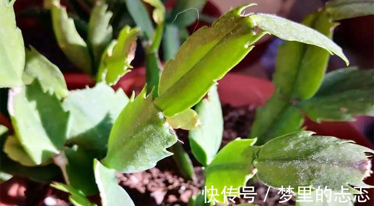 蟹爪兰叶子“打焉”，用这个“小方法”，叶片肥厚，长势更旺！