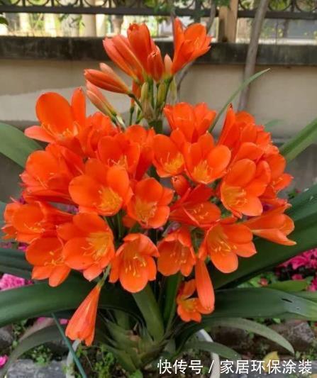 秋天养君子兰,15天浇一次“神仙水”,新叶新芽猛长,轻松开满盆