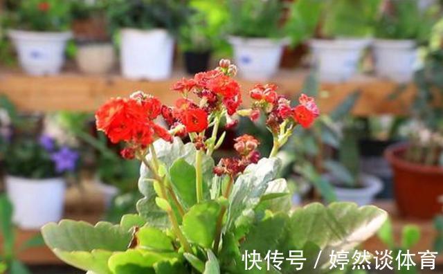 好时机|年后一定要逛花市，因为是“捡漏”的好时机，养花老手都会去溜达