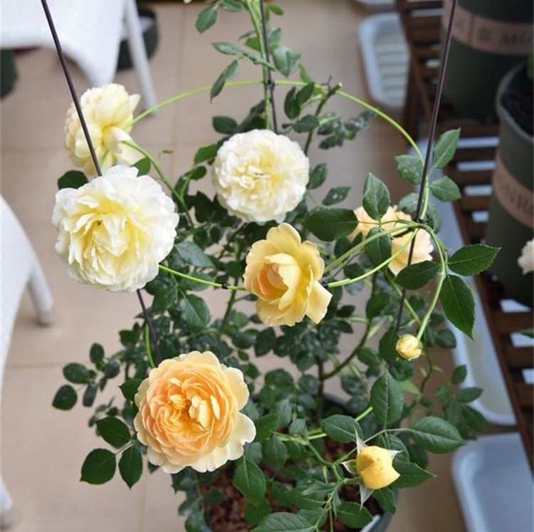 养月季，这件事做不到位，月季就难以长旺，花少、花小