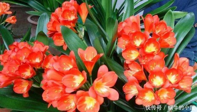 秋天|秋天养君子兰，牢记3多1少，60天冒出长剑叶，入冬花朵鲜艳