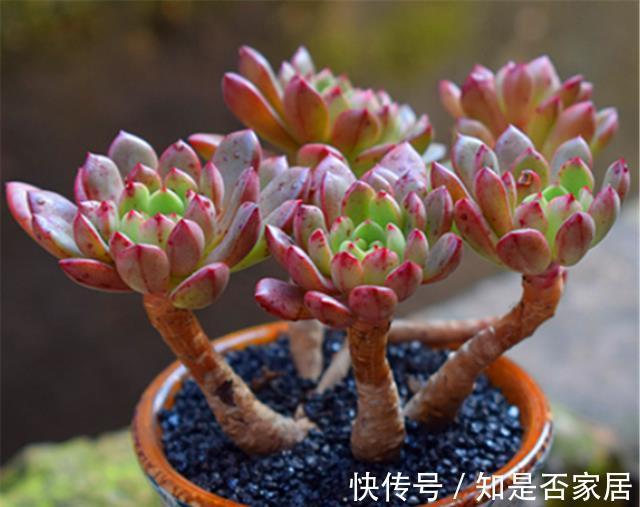 口诀|夏天养多肉红宝石，牢记3句口诀，不褪色叶子肥，火红喜庆颜色亮