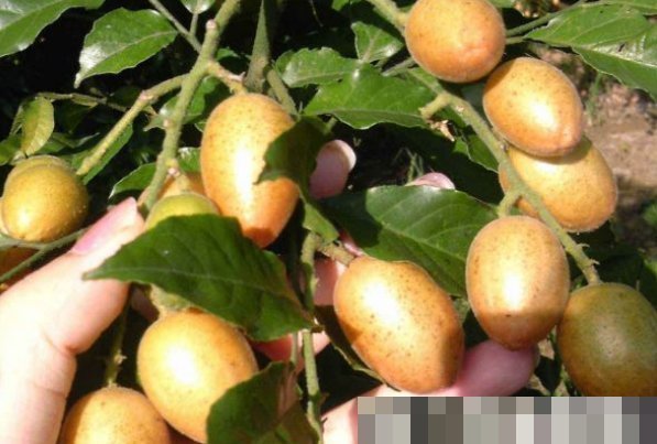 鼠麴草|以下四种天然的“止咳药”,漫山遍野都是,农村的人很爱吃