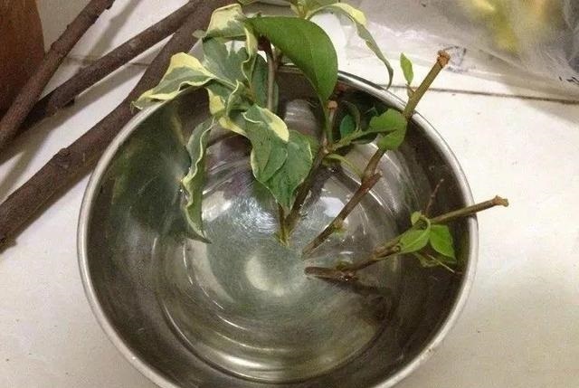 基部|月季、三角梅不生根剪1块海绵捂一捂,2周冒白根,长势喜人
