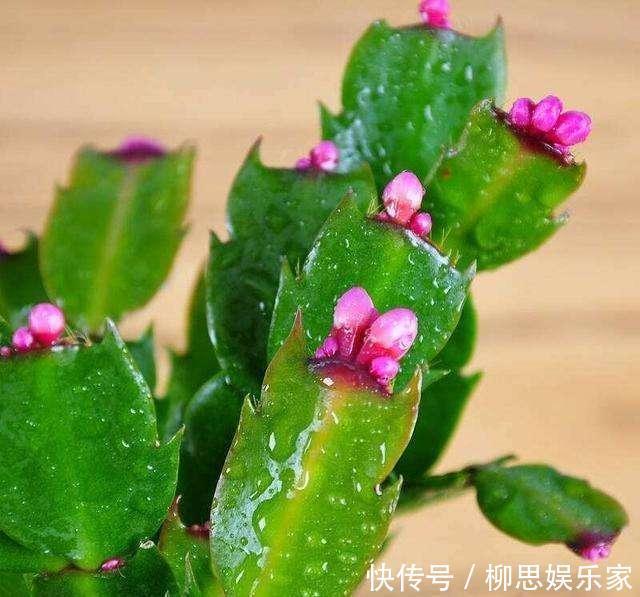 甜水|蟹爪兰来点“甜水”，不烂根不黄叶，枝枝开花红满盆！