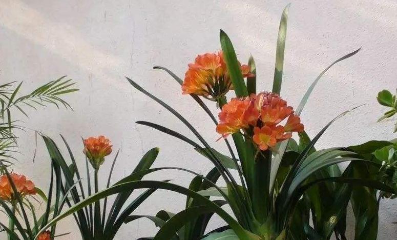 君子兰|冬季养君子兰,抓住3个技巧,开花用这2招,叶油绿花旺