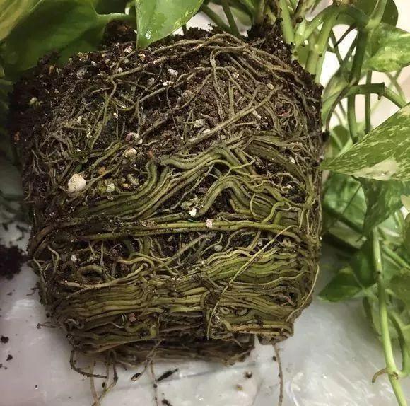 11月前,3种花该换盆了,再冷就迟了,过冬为难!