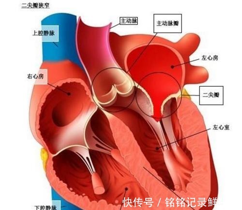 35年前,那个移植狒狒心脏的女孩,手术成功后,最后她活了多久!