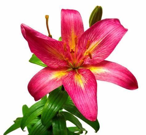 立冬前，客厅摆上几盆“吉祥花”，花开富贵，寓意家兴人旺财运来