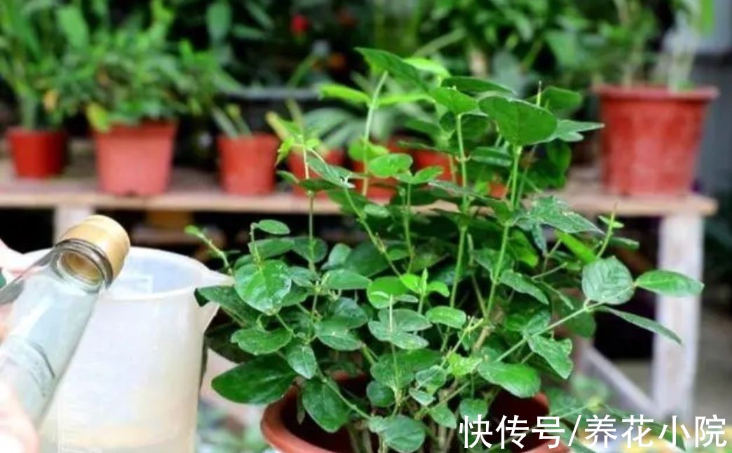 养花怎么能少了花肥?自制四种“肥料”,养啥花都旺盛