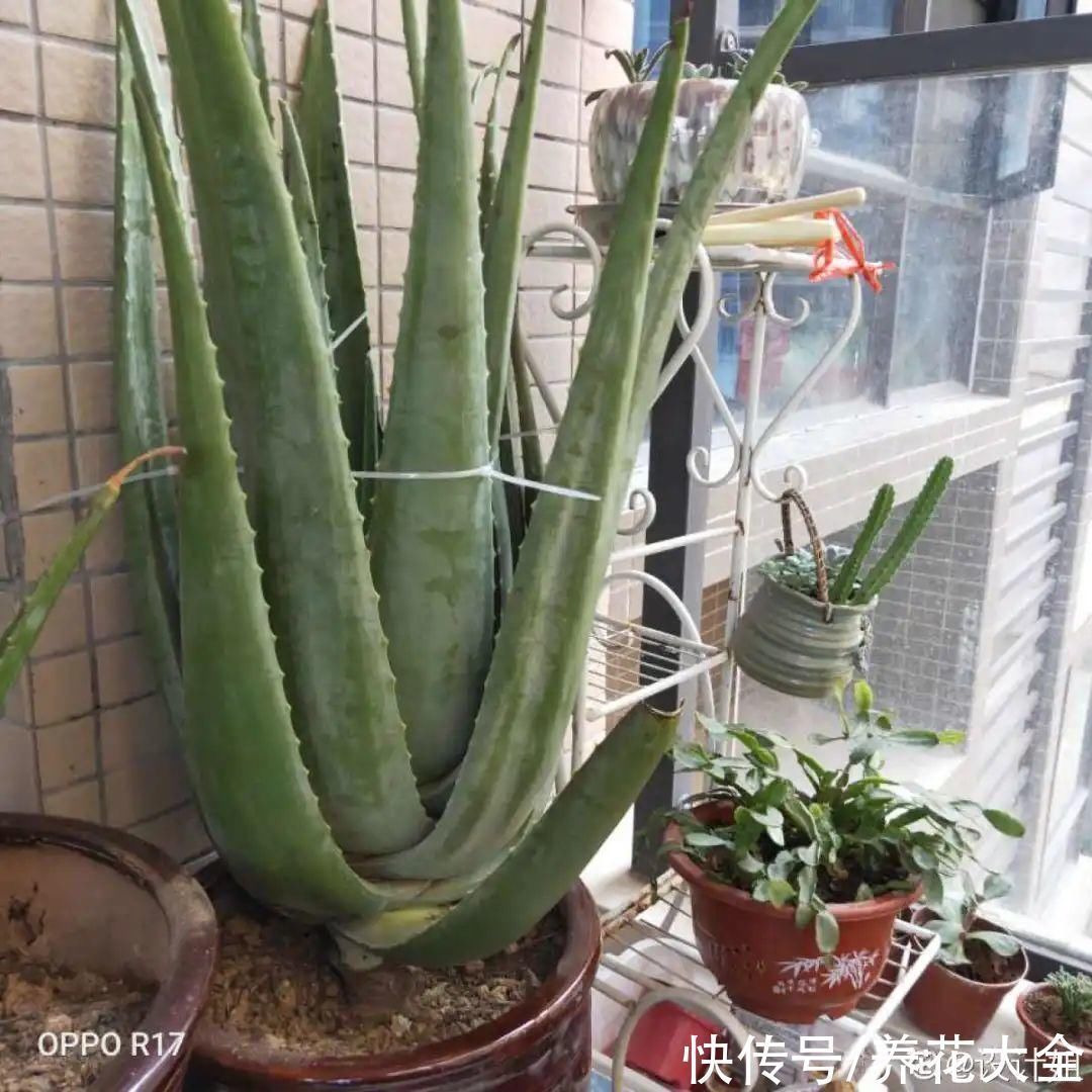 16种特长寿的植物，养十年以上，那都算年轻