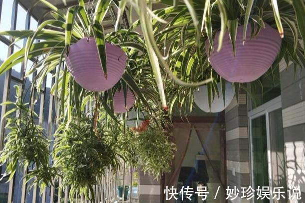 植物|修剪吊兰、发财树、长寿花，就参照割韭菜，半个月一茬刚好！