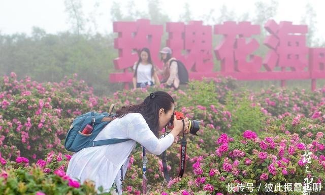门票|初夏时节，郑州伏羲山玫瑰岭花开成海，不要门票却鲜为人知