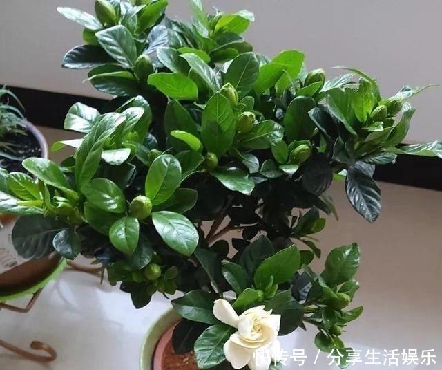 植株|养茉莉花、栀子花，做到“4个多”，2年长成“小树”，开花更多！