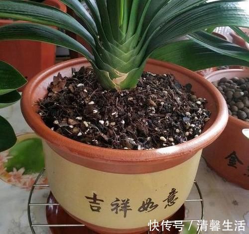 都知道啤酒养花好,然而,没掌握住“浓度配比”却会出大事