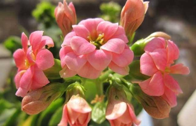 养长寿花,“4步”来“叶插”,1盆变10盆,今年能“轻松”开满屋