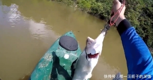 锋利|以为是白鲢鱼,看到鱼的牙齿很锋利就知道不是了,什么鱼呢?
