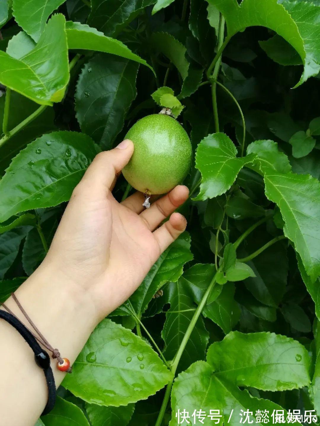 枝条|大粗杆插土里,7天生根,当年结果压弯枝,不用买水果了!