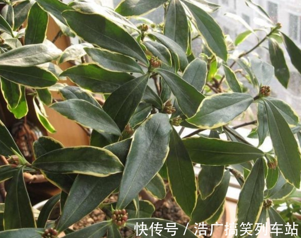 植株|你知道吗？夏天6种花要“休眠”，浇水多了就烂根