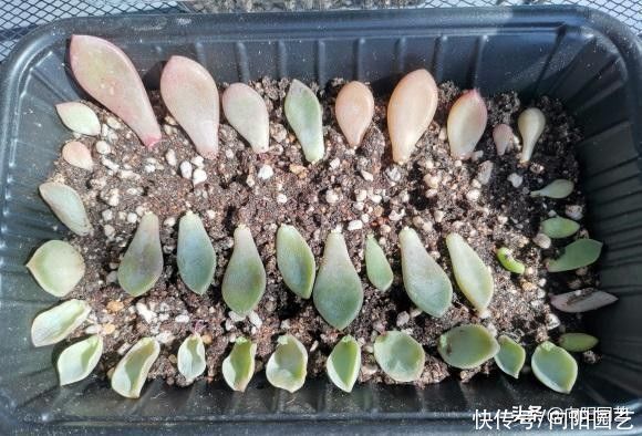 毛细根|都说多肉叶插难，实际上最简单，叶子丢到土里，两周长出新叶子