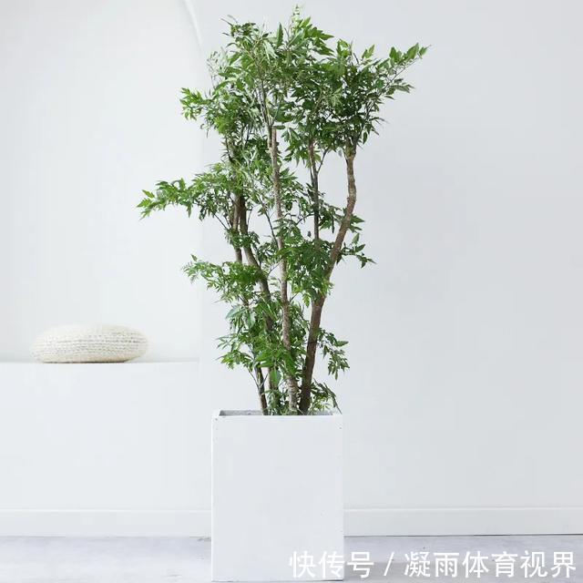 幸福树|2021年最流行的客厅花卉植物,看看哪种最适合你家
