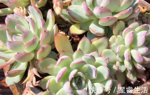 阳台上|怎么养多肉，才能与众不同，叶子水灵灵、红彤彤？