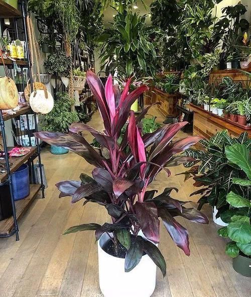 朱蕉|朋友在路边买到紫色叶子的“富贵竹”,养几天叶子全黄了
