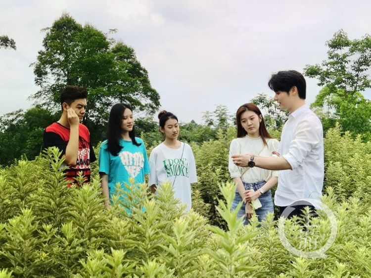 端午节|渝澳两地学生走进田园，感受一株艾草的魅力