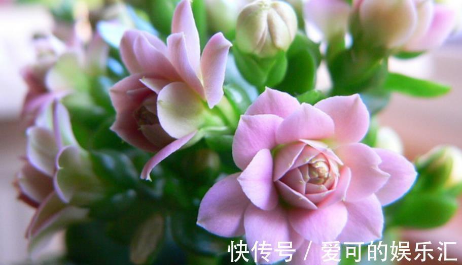 深秋养5种花,别急着搬进屋,室外晒一晒冻一冻,花芽会更多