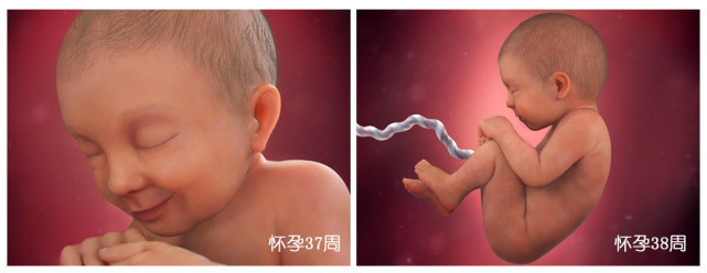 受精卵|胎儿40周“变身记”从0.5厘米受精卵到50厘米宝宝，过程很神奇