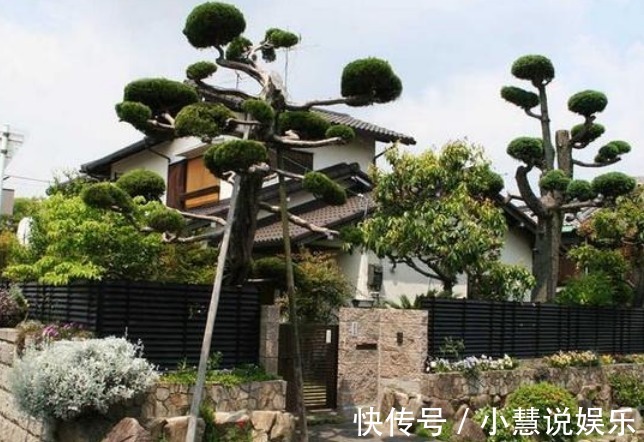 有钱人尤其喜欢养这3种花，家里一片绿油油，日子会越过越顺！