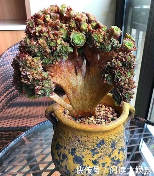 境界|养肉的最高境界,多肉都缀化了,长成了小树桩,像极了孔雀开屏