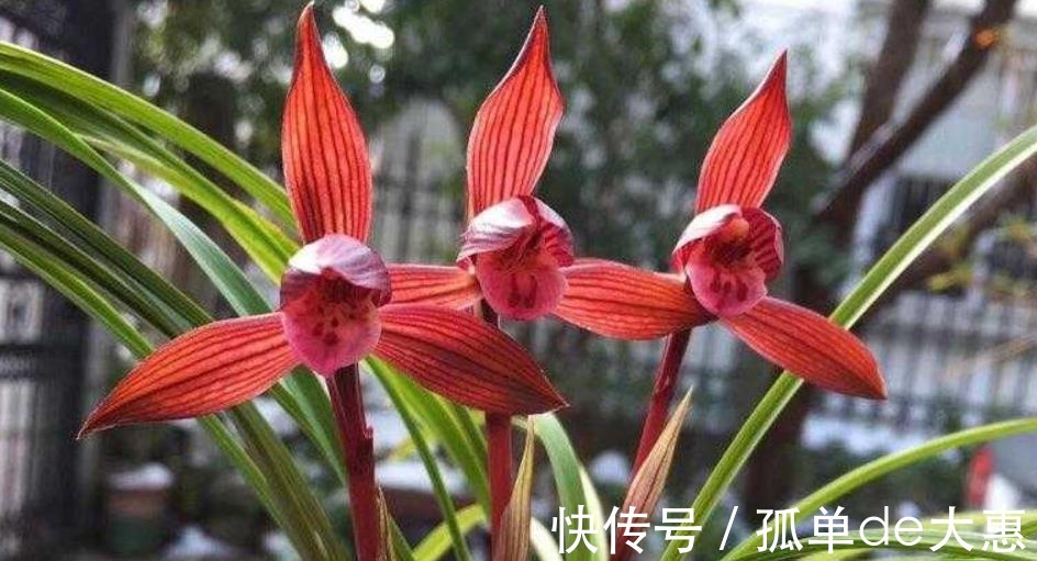 春兰|它是兰花界无法超越的经典,红杆红花,兰香浓郁,新手也能养好