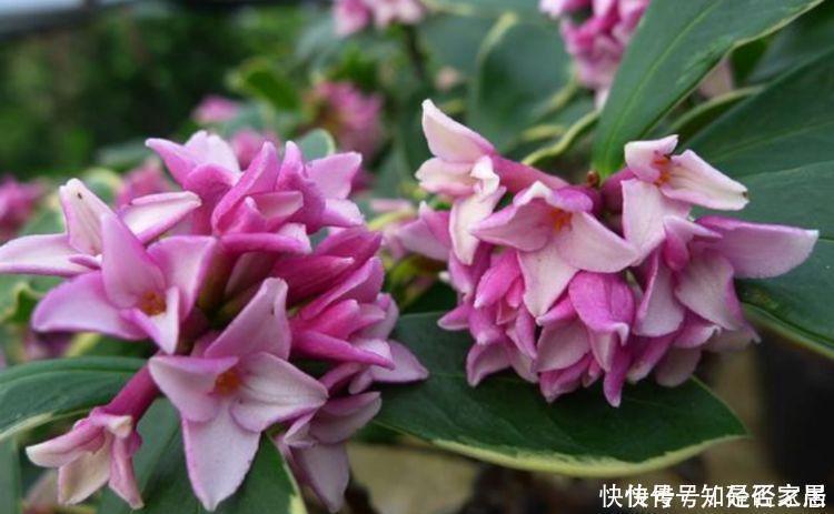 生命力|生命力顽强的4种花,生根快,沾土就活,7天就开花