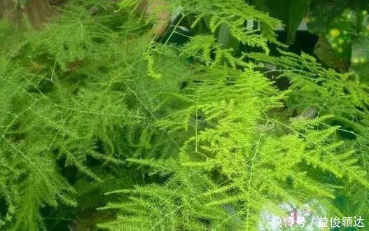 喜欢养花,就养这4种花,剪得越”狠“长得越多,香气”飘满屋“