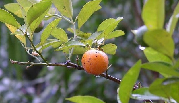  味道|3种“果树”最牛逼，沾土就能活，好养如绿萝，味道有酸有甜