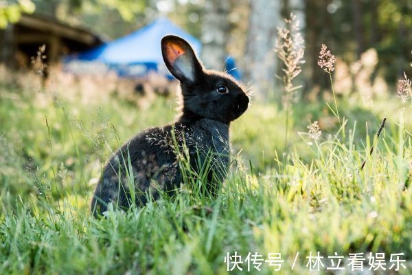 属兔|惹不起！“生肖兔”若出生在这两个季节，命好的连老天爷都嫉妒！