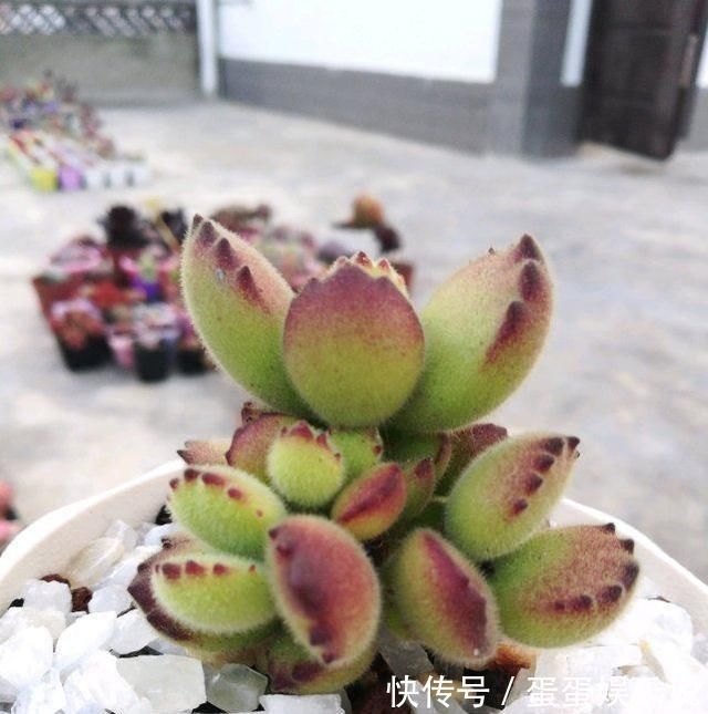 肉友|夏天来了，这些多肉最耐晒，度夏没问题，越养越肥厚