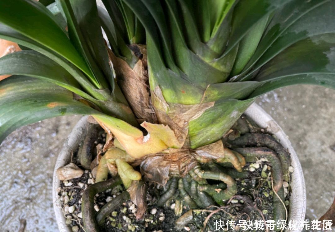 草虫|君子兰的根系往花盆外跑,现在需要换盆吗?换个大盆根多叶茂