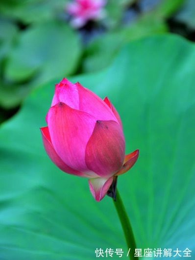 桃花朵朵|进入7月，4属相吉星照耀，桃花朵朵，爱情甜蜜，日子顺心