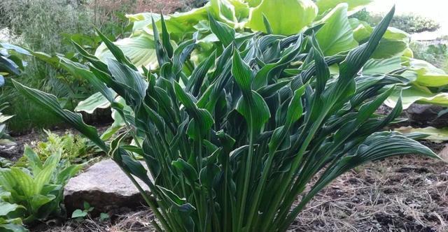 史上最耐阴的花,越阴凉越长得旺,绿萝虎皮兰靠边站