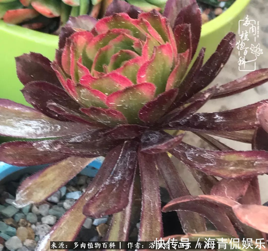 白月影|我和我的“多肉恋人”,怎么样有没有惊艳到你!