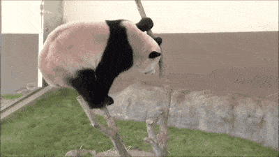 |搞笑GIF趣图:很霸气,很个性的老板啊