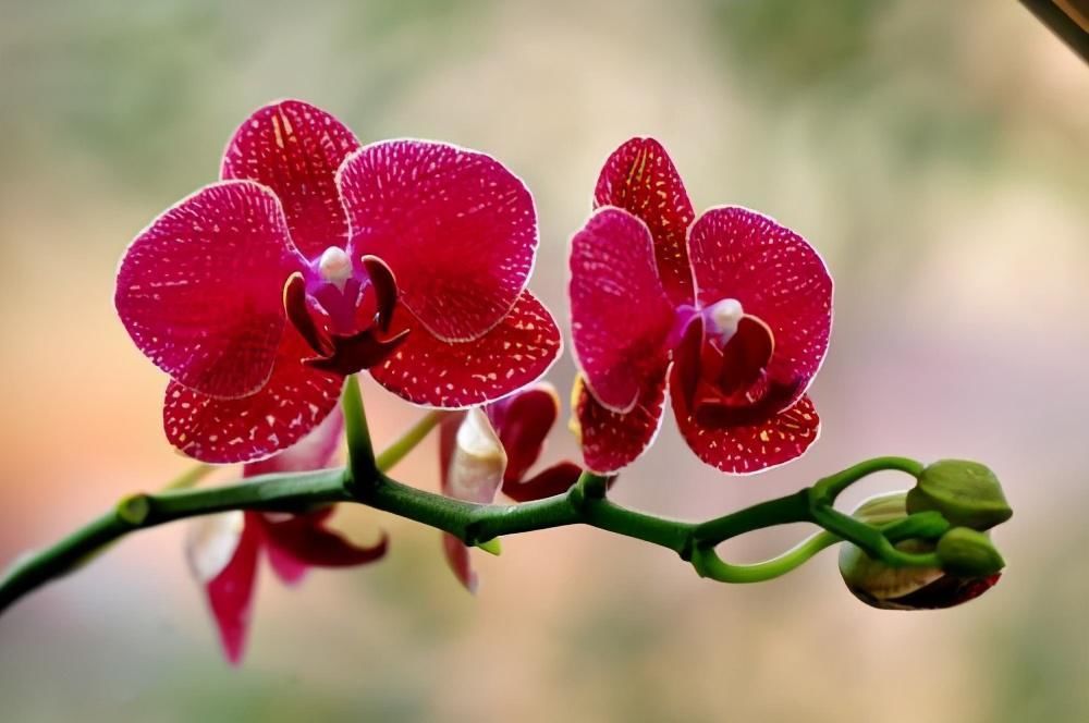 植株|这3种花养一盆就上瘾，枝条贼好扦插，一盆能生好几盆