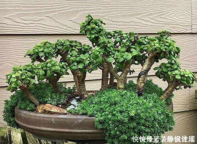 植株|这3种花养成老桩价值高，养得越久越美，喜欢的别错过